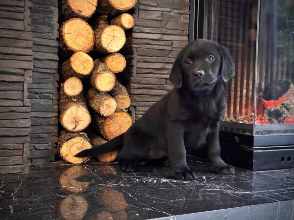 Siyah Labrador Retriever - Görsel 3
