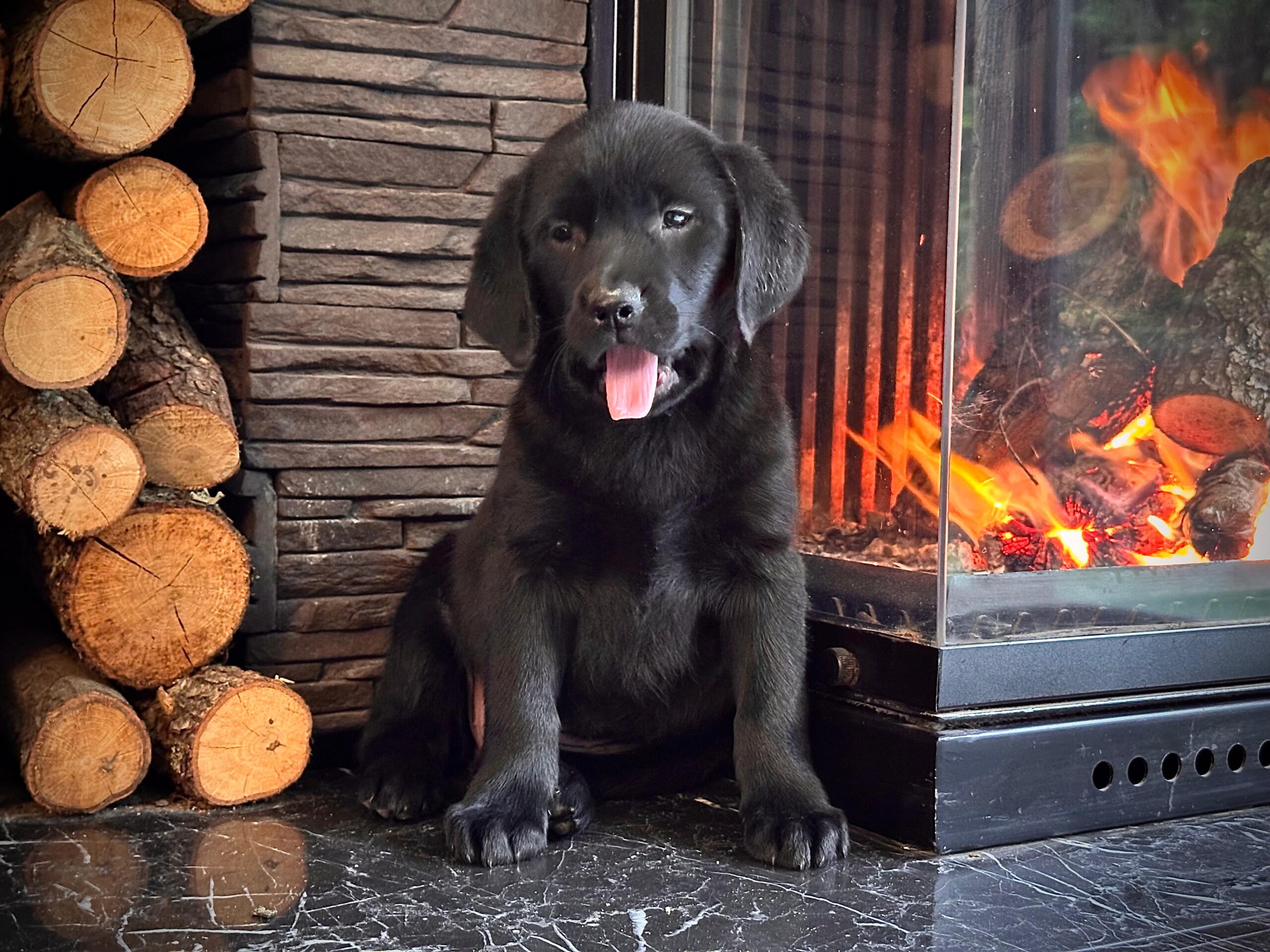 Siyah Labrador Retriever - Görsel 2
