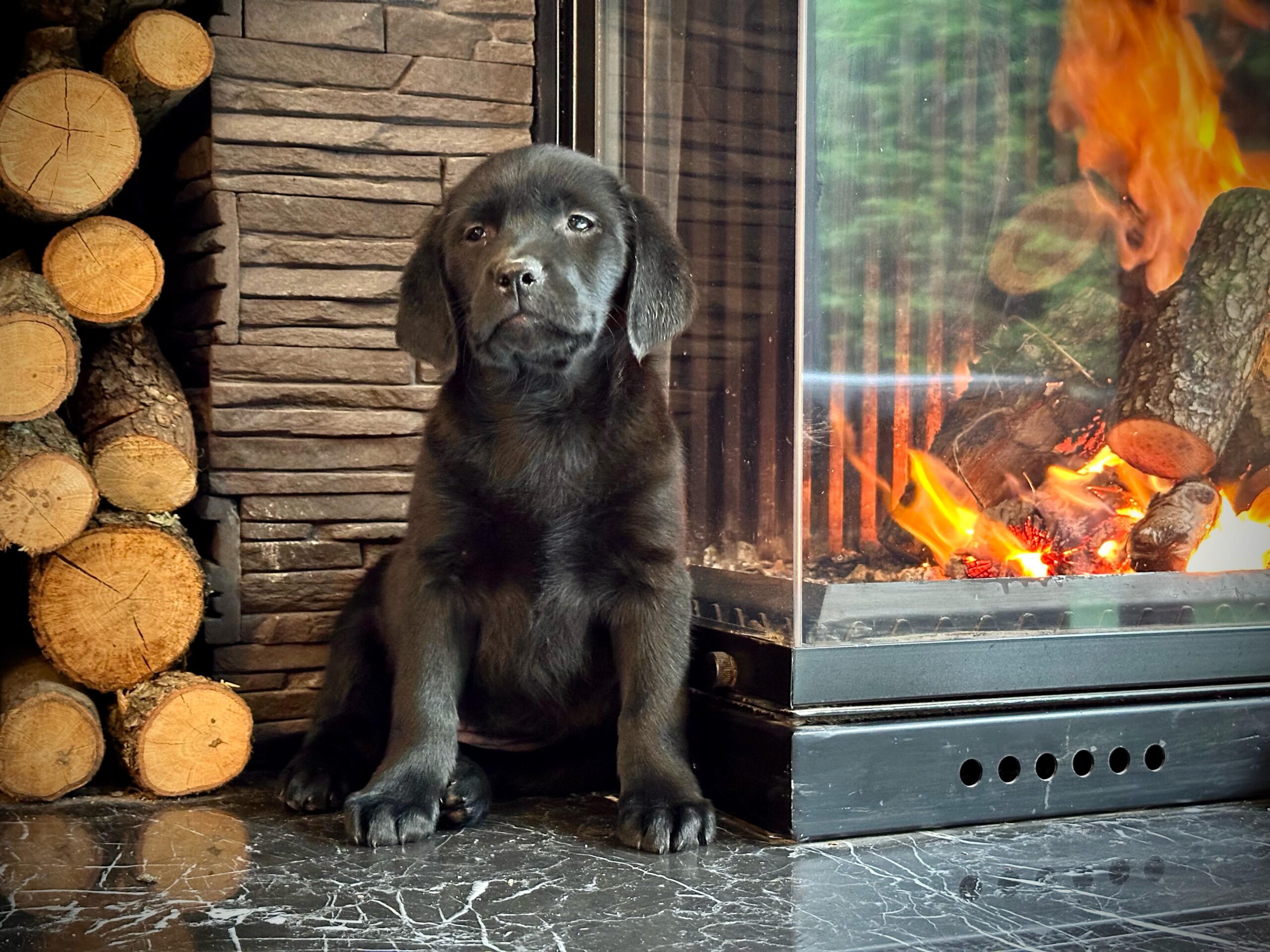 Siyah Labrador Retriever - Görsel 4