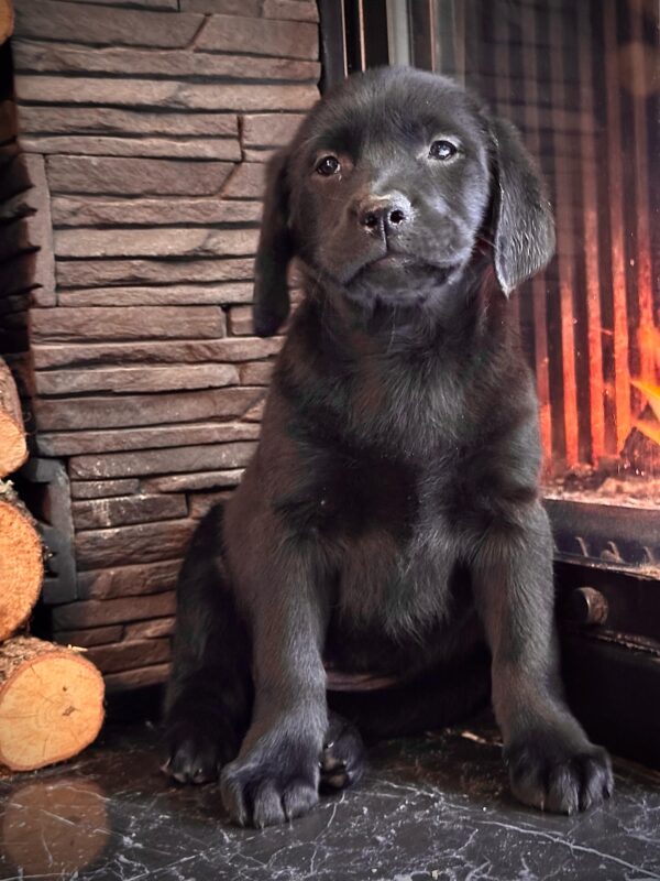 Siyah Labrador Retriever