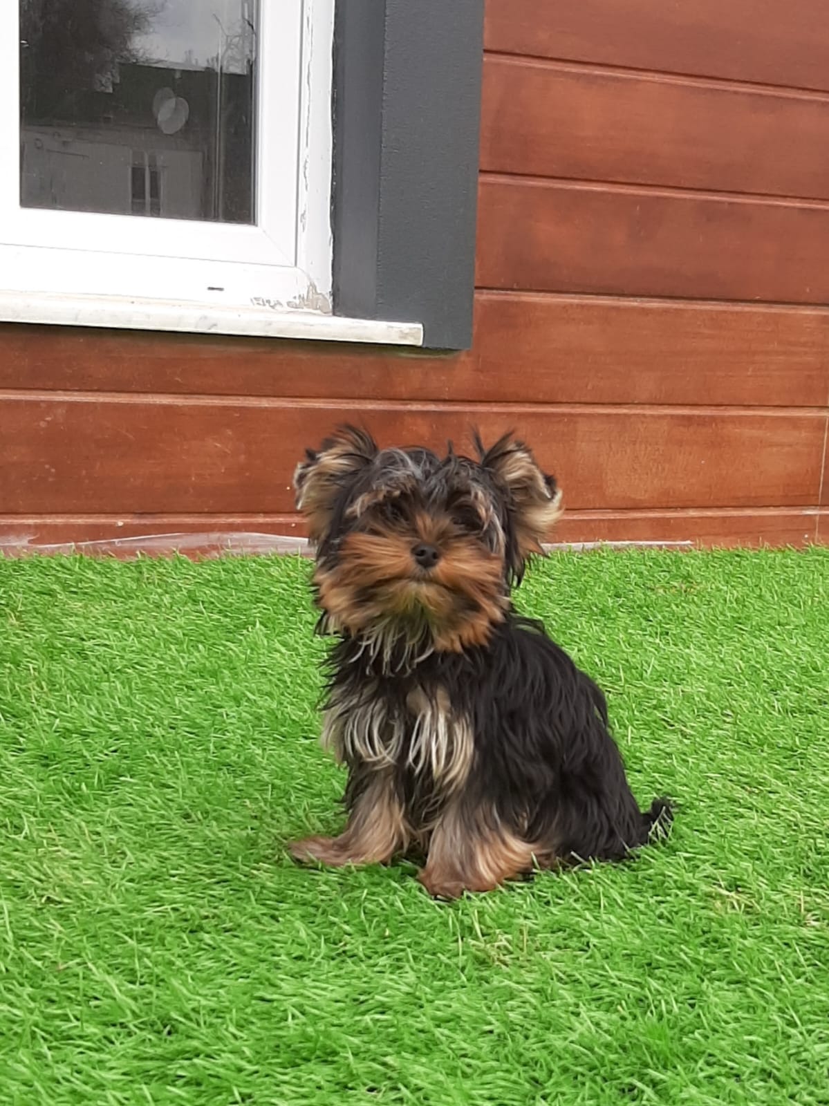 Yorkshire Terrier Yavru