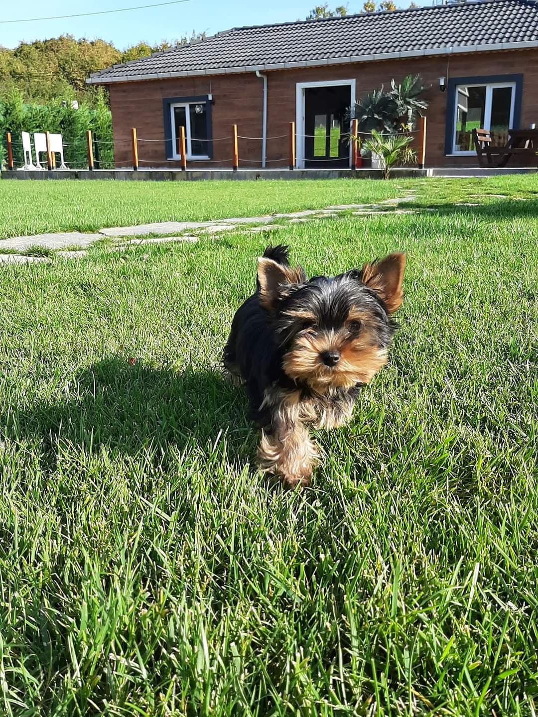 Yorkshire Terrier Yavru - Görsel 3