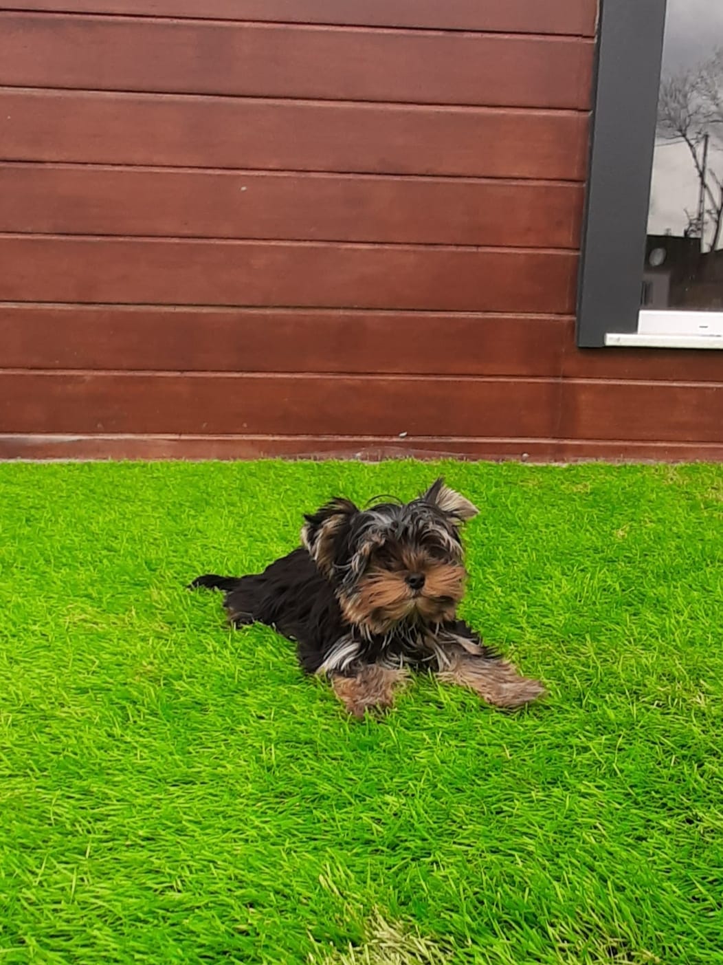 Yorkshire Terrier Yavru - Görsel 4