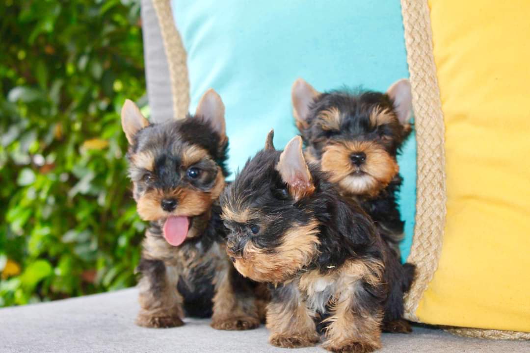 Yorkshire Terrier Yavru