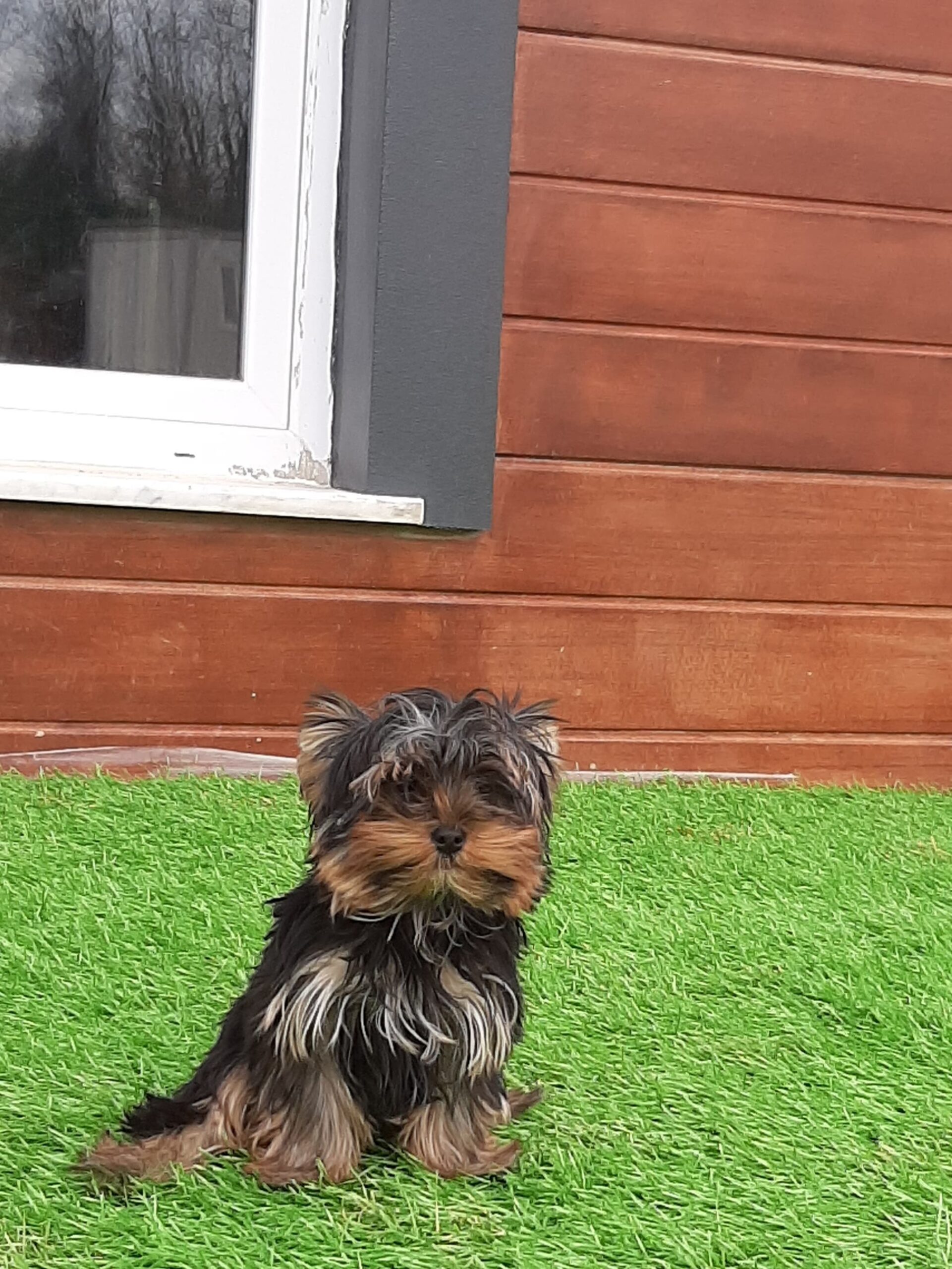 Yorkshire Terrier Yavru - Görsel 5